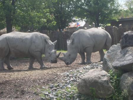 les rinhos