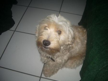 Filou