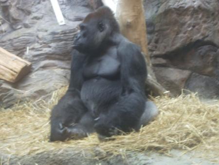 gorilla jak